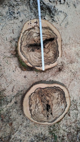 Holzscheibe buche tolle - buche,