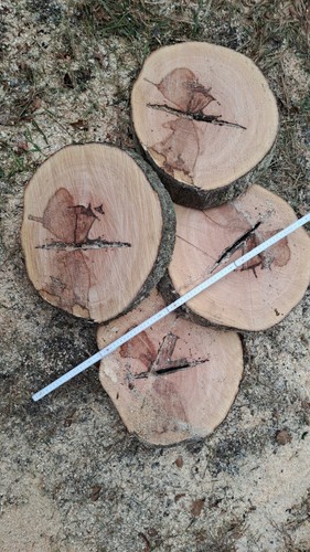 Holzscheibe buche tolle optik - holzscheibe,